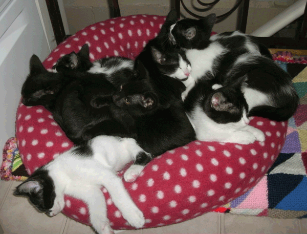 Eight Kittens Looking For A Forever Home