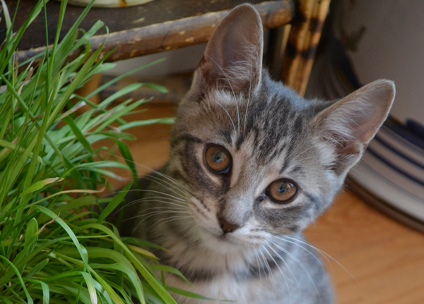 Adopt Kittens Bishop and Ripley - Durham Region