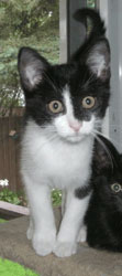 Tofino - Kittens Looking For A Forever Home