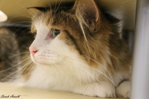 Adopt Cat Ella