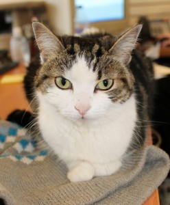 Adopt cat Posie