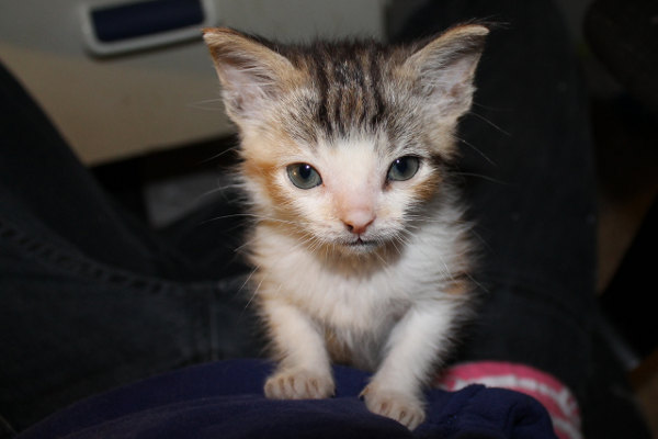 Cierra. A kitten available for adoption in Oshawa