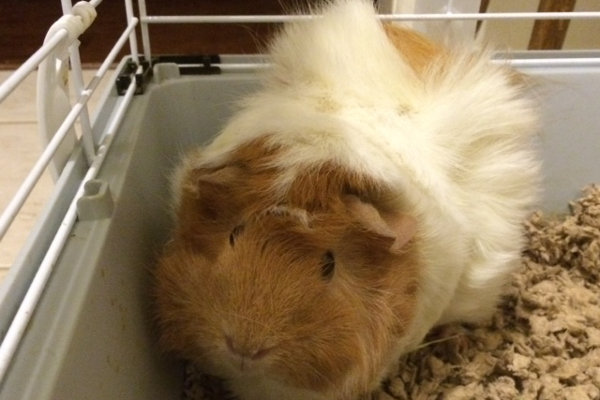 Chika. Guinea Pig for adoption