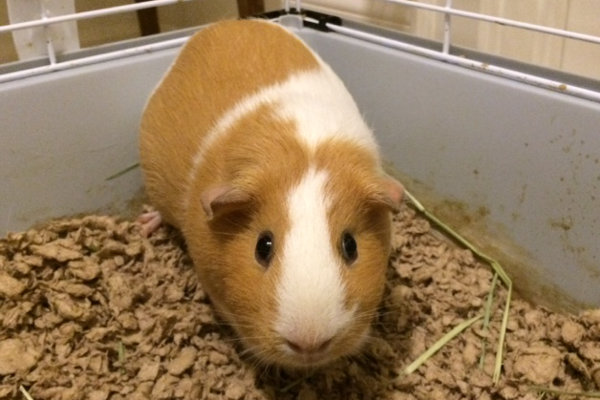 Daisy. Guinea Pig for adoption.