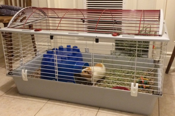 Guinea pigs for adoption