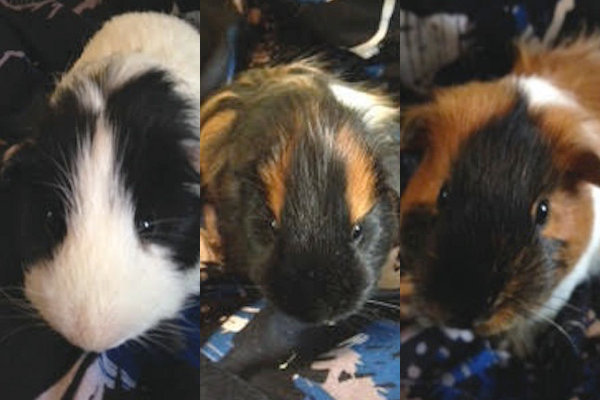 Three Guinea Pigs For Adoption. Oasis Animal Rescue