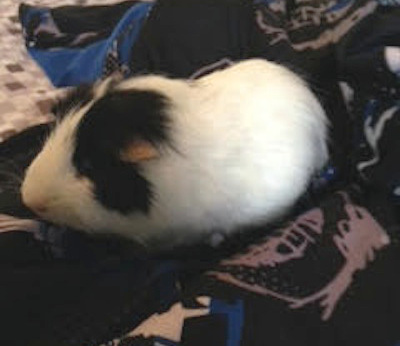 Guinea Pig for Adoption. Pepper.