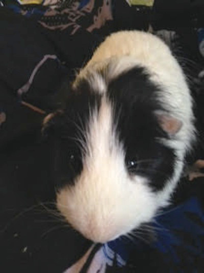 Guinea Pig for Adoption. Pepper.