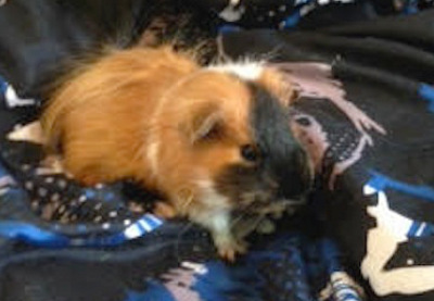 Guinea Pig for adoption. Swordsman. Oasis Animal Rescue.