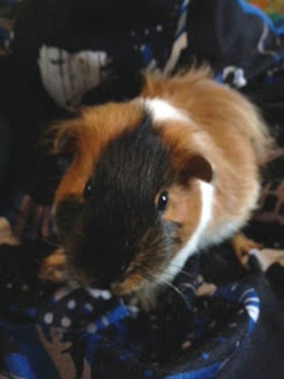 Guinea Pig for adoption. Swordsman. Oasis Animal Rescue.