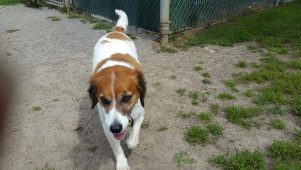 Moe. Dog for adoption. Toronto GTA