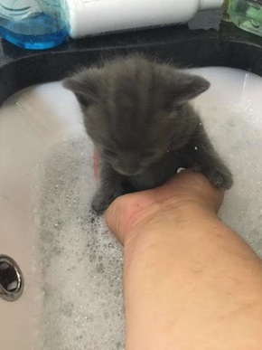 Wolf. Kitten for adoption. Toronto GTA Durham Region