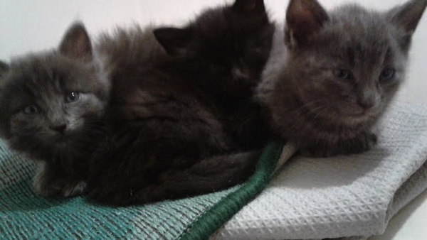 6 week old kittens for adoption