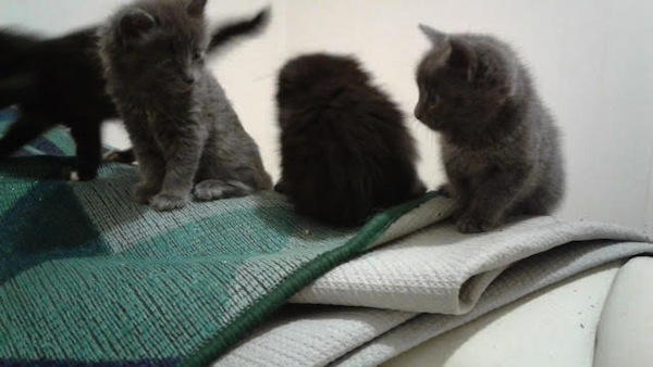 6 week old kittens for adoption