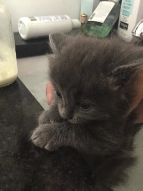 Phoenix. Adopt a kitten. Toronto GTA Durham Region