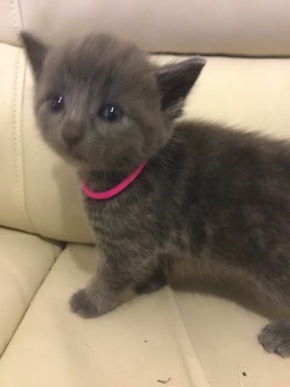 Wolf. Kitten for adoption. Toronto GTA Durham Region