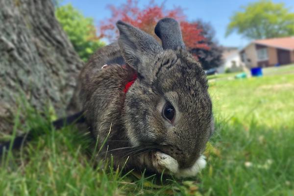 Bunny. Rabbit for adoption. Toronto GTA, Durham