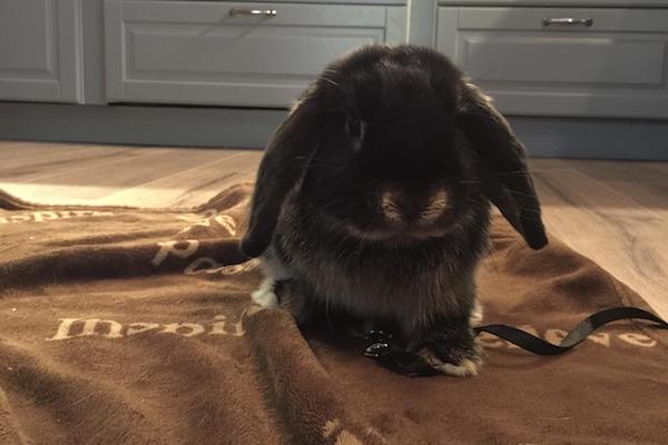 Eeyore. Rabbit for adoption. Toronto, GTA, Durham