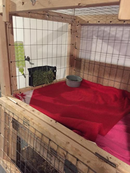 Rabbit Cage for adopted rabbits