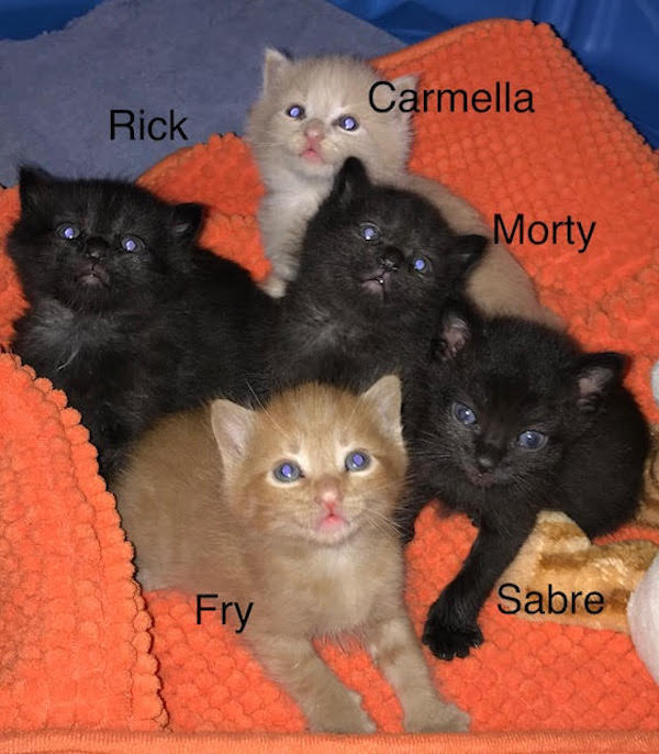 5 Rescue Kittens for adoption