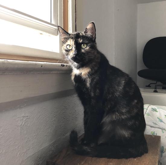 Abby. Rescue cat for adoption. Toronto GTA