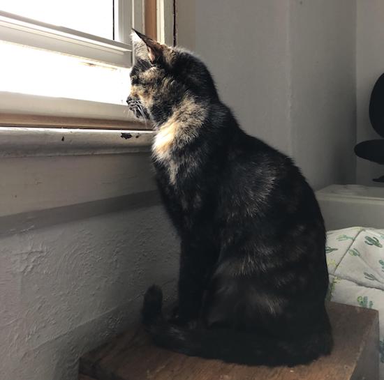 Abby. Rescue cat for adoption. Toronto GTA