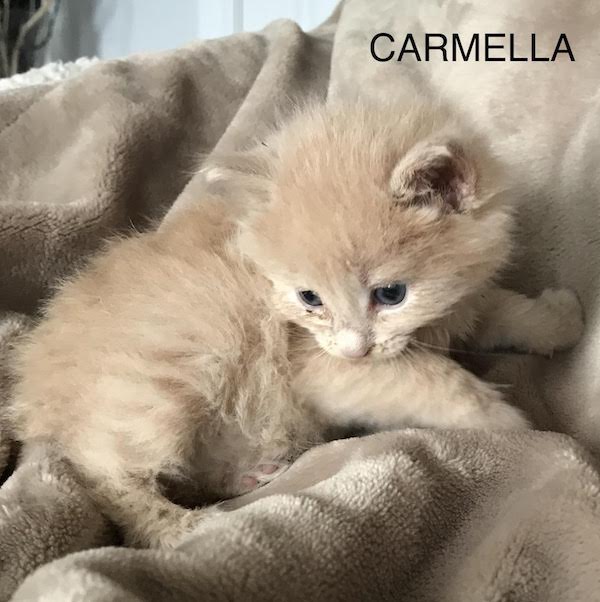 Carmella. Rescue kitten for adoption, toronto gta