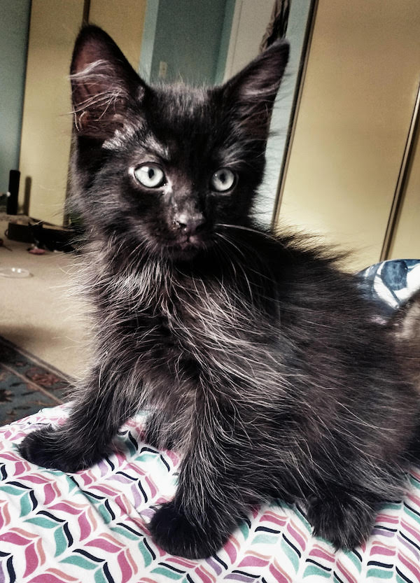 Divo. Rescue kitten for adoption. Toronto GTA