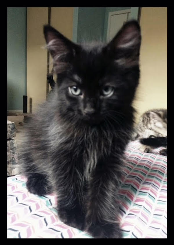 Divo. Rescue kitten for adoption. Toronto GTA