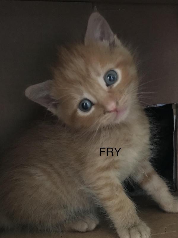 Fry. Rescue kitten for adoption. Toronto GTA