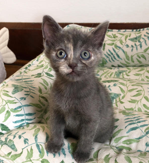 Luna. Kitten for adoption.