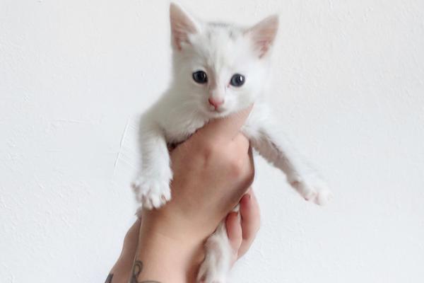 Quinn. Kitten for adoption, Toronto GTA Durham