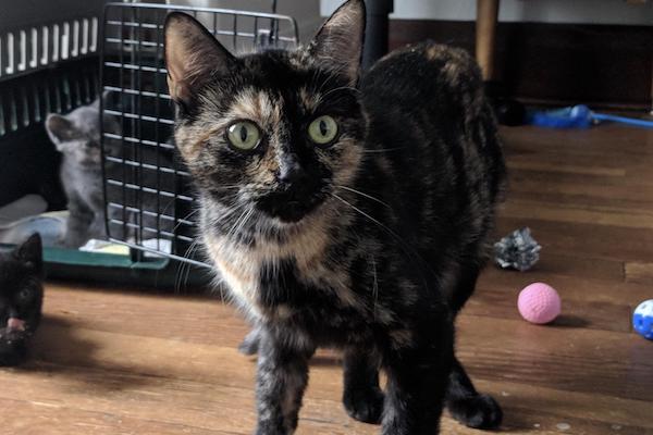 Abby. Rescue cat for adoption. Toronto GTA