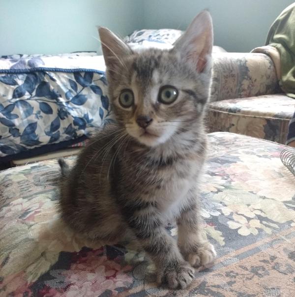 Lizzie. Rescue Kittens adoption Toronto GTA