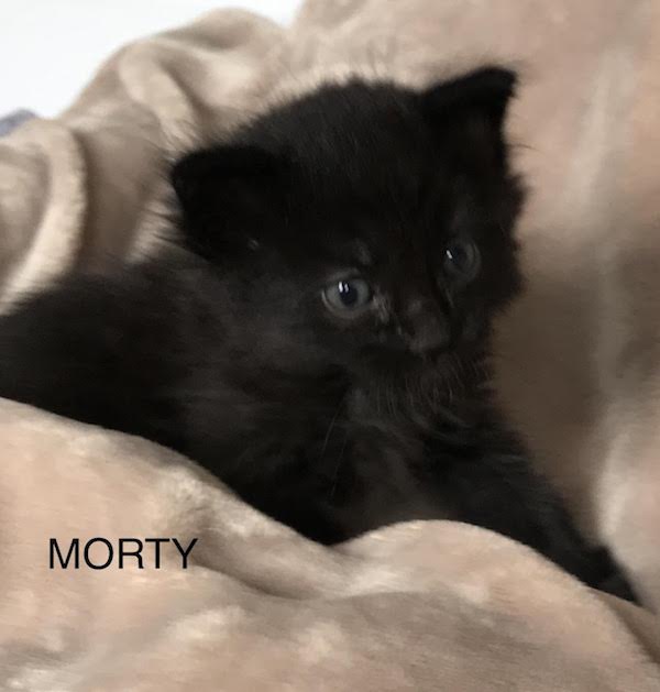 Morty. Rescue kitten for adoption. Toronto GTA