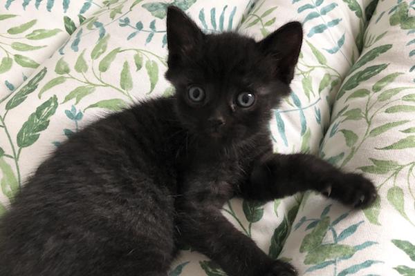 Remi. Kitten for adoption. Toronto, GTA, Durham