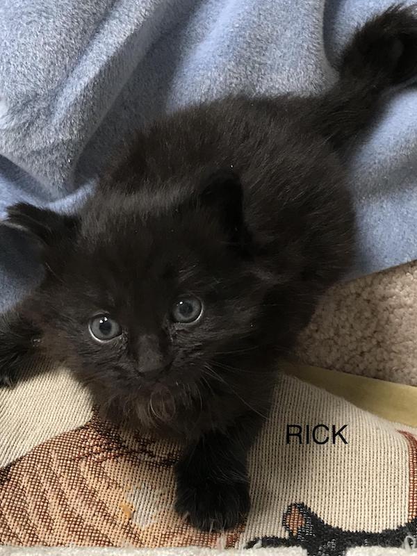 Rick. Rescue kitten for adoption. Toronto GTA