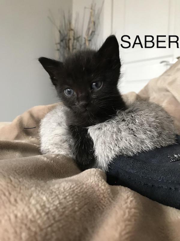 Sabre. Rescue kitten for adoption. Toronto GTA