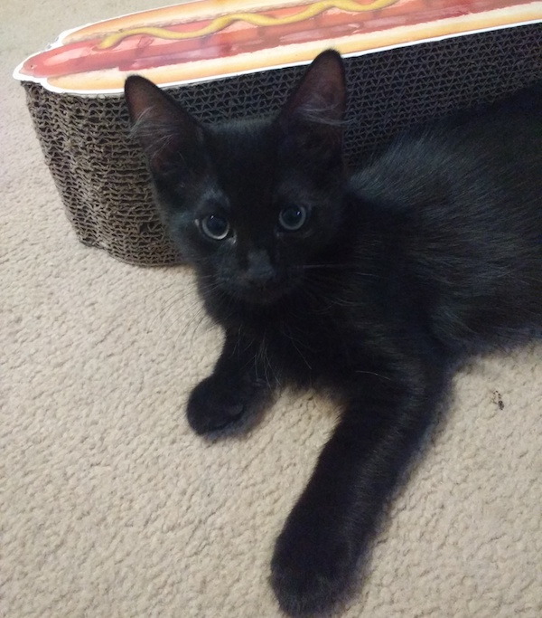 Rescue kitten for adoption. Divo. Toronto GTA Durham