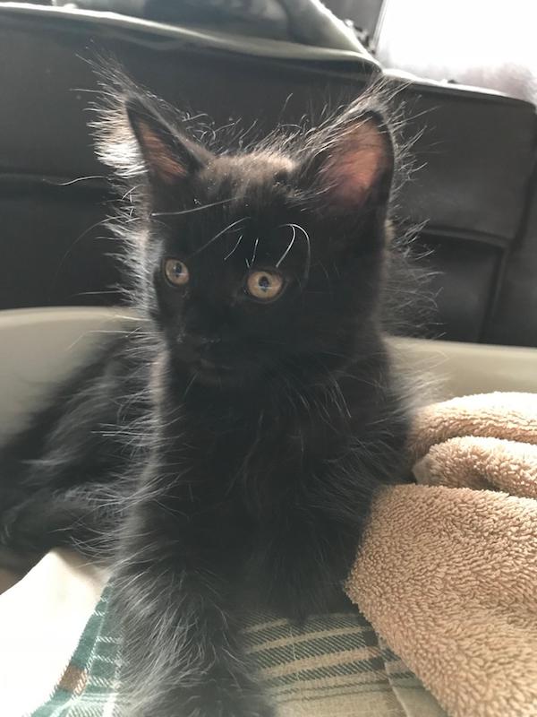 Rick. Rescue kitten for adoption Toronto GTA Durham Region