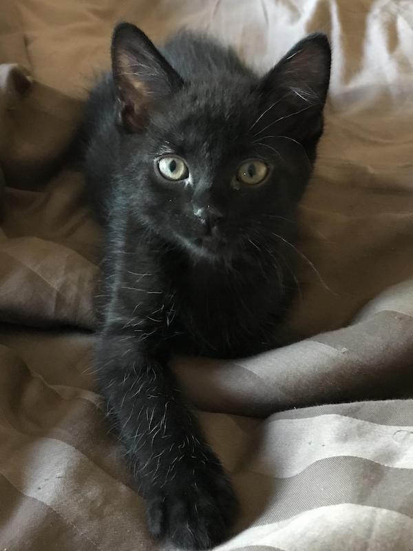 Sabre. Rescue kitten for adoption. Toronto GTA