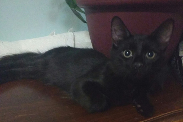 5 month old kitten Divo for adoption, Toronto GTA Durham Region