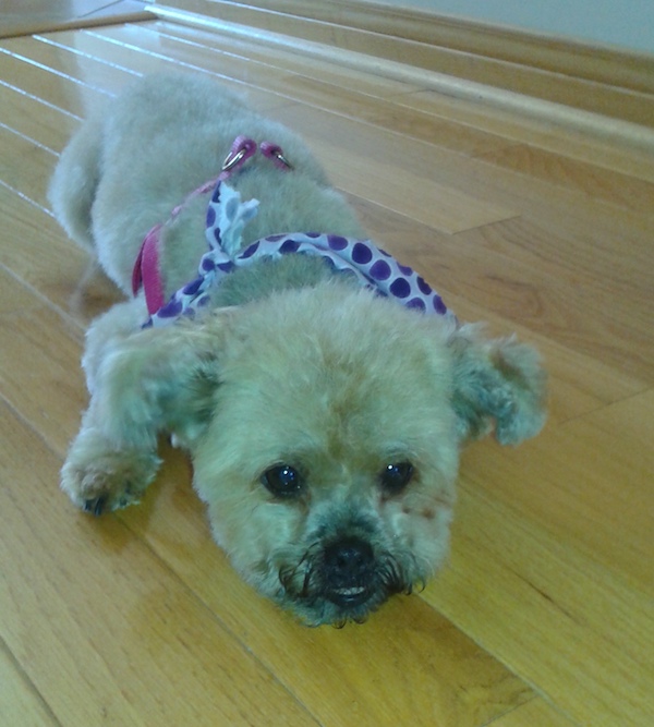 Lucy. Shih Tzu Poodle Cross for adoption. Toronto GTA