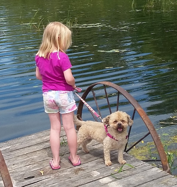 Lucy. Shih Tzu Poodle Cross for adoption. Toronto GTA