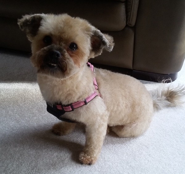 Lucy. Shih Tzu Poodle Cross for adoption. Toronto GTA