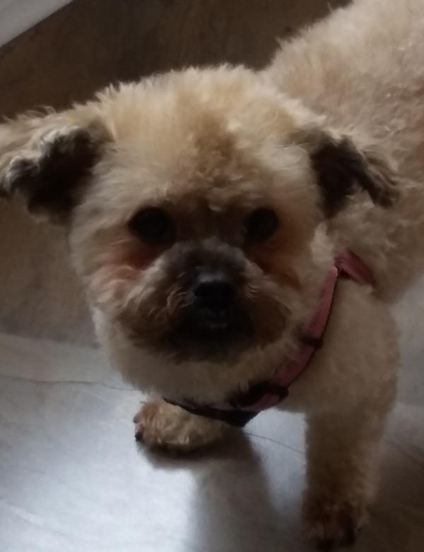 Lucy. Shih Tzu Poodle Cross for adoption. Toronto GTA