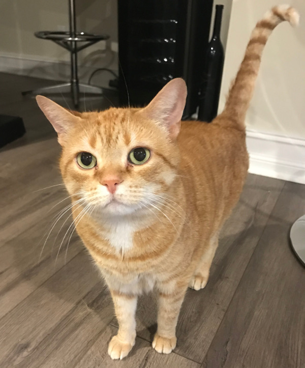 Beans. Cat for adoption. Toronto Durham Region GTA