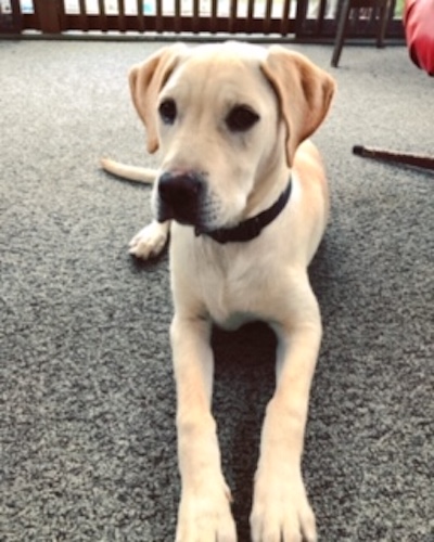 Goose. Yellow labrador retriever for adoption