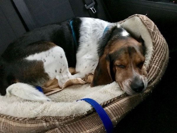 Simon. Adopted Beagle. Comfortable in new forever home.