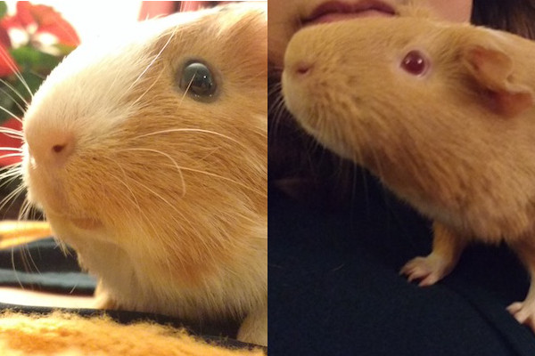 Grace and Ruby. Guinea pigs for adoption